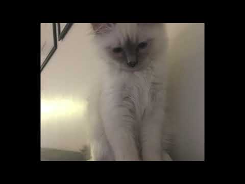 Angry Cat Sound - 1 Hour (Scary)