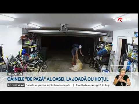 Un câine s-a jucat cu hoțul care a furat o bicicletă din garajul familiei