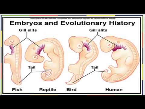 Bio 181 Chapter 18 OpenStax