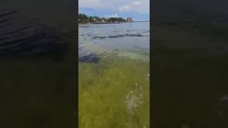 Herd of manatees in St. Andrews Bay - video by CHRISTOPHER BOURQUE, ANCHOR CHARTERS