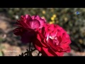 André Rieu - The Last Rose
