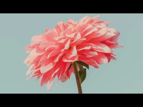 Olivia Castriota - never lie about you (Penubiz Remix)