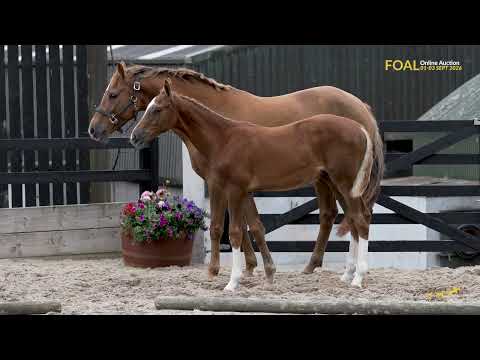 Lot 17