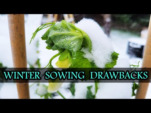 How To Grow Rosemary From Cuttings Two Ways BOTH Easy