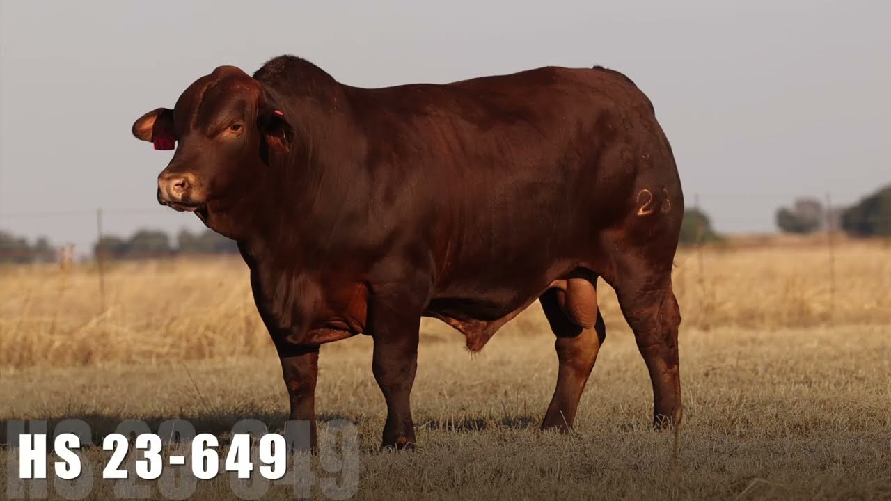 Lot 79 | HS23-649