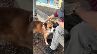 Video preview image #1 Akita-Saint Bernard Mix Puppy For Sale in Pasadena, CA, USA