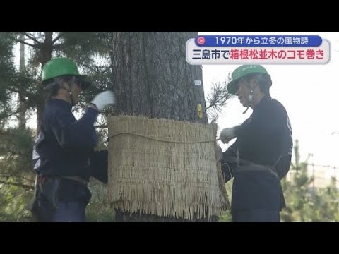 YouTube Video 立冬　箱根松並木の風物詩「松のコモ巻き」