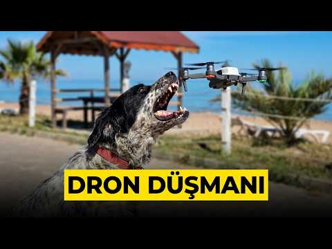 Bartın’da Dronların Korkulu Rüyası Köpekler
