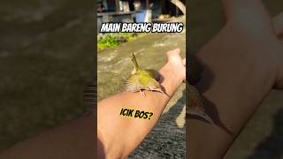 Download lagu Prenjak lumut jinak gacor #shorts mp3