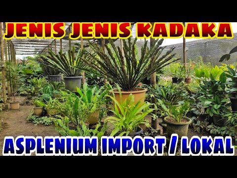 jenis jenis kadaka import dan langka / asplenium tanaman hias
