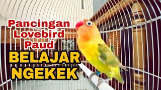 Download lagu Pancingan Lovebird Paud & Balibu Belajar Ngekek Ampuh Melatih Lovebird Lain Biar Rajin Ngekek mp3
