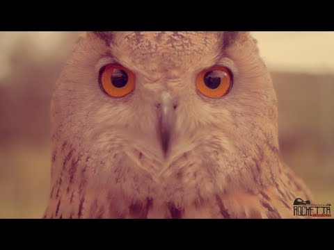Honeybird & The Birdies (Feat. John Doe) - Cajaffari [Grounds Sessions]