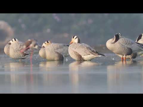 Bar headed goose resting at Kava lake Latur