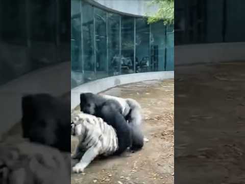 PREDATOR ATTACK FAILS WHEN THE FATHER APPEARS