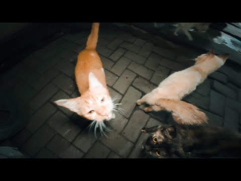Feeding Stray Cats at the Local Market 288 | Quiet Cat Moments with English Subtitles