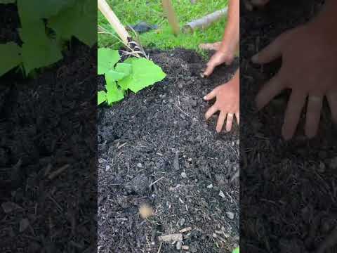 Got Weeds?  Try This.