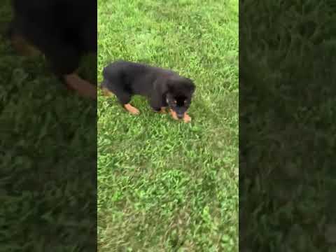 Akc German Rottweiler cute