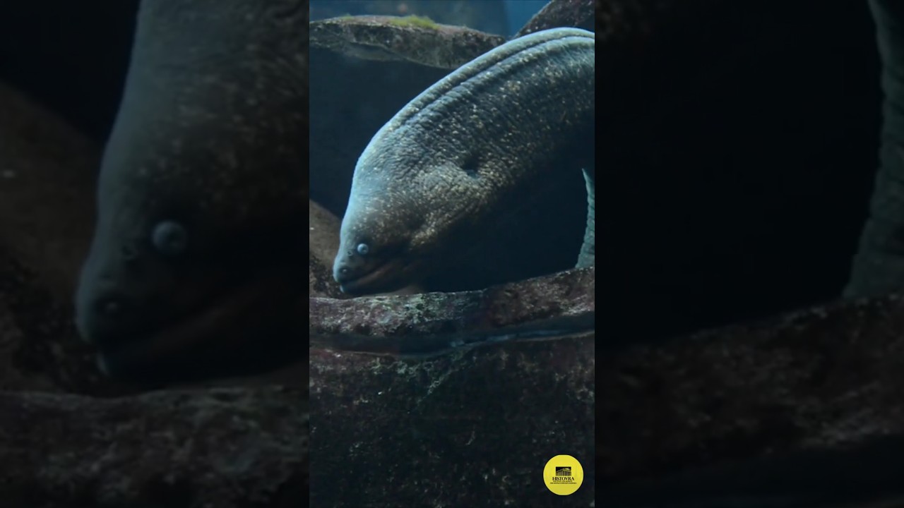 Historical Creatures So Bizarre, They Might Be Real 👀 #AncientMysteries #FolkloreFacts