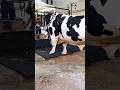 Holstein Friesian Bull With Muscular And Robust Build