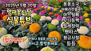 초여름같이 더운 날씨에 양재꽃시장 식물튜브에는 어떤 식물들이 입고 되었는지 영상 시청 하시고 힐링타임 되시길…