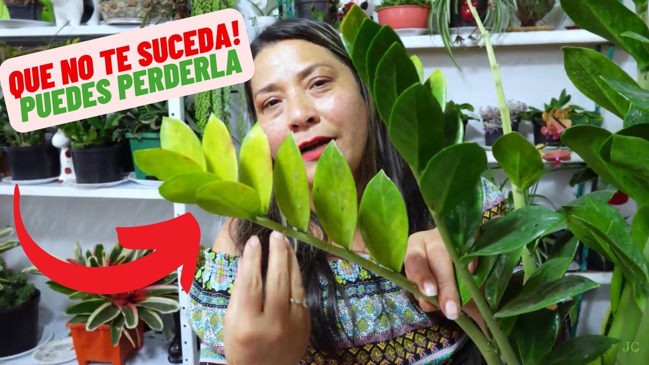 Guia Para Cultivar zamioculca (ZZ) para que NUNCA se te MUERA