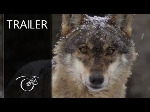 Трейлер
