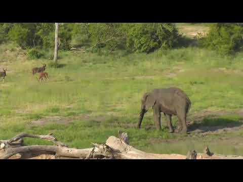 Djuma: Two Elephants - 16:56 - 01/25/19