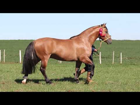 Lote 09 ODIN DO RIBEIRÃO BONITO