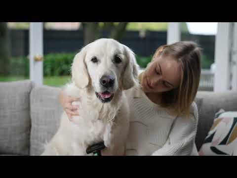 Vidico x Petbay Australia: Refuresh