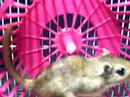 Gerbils