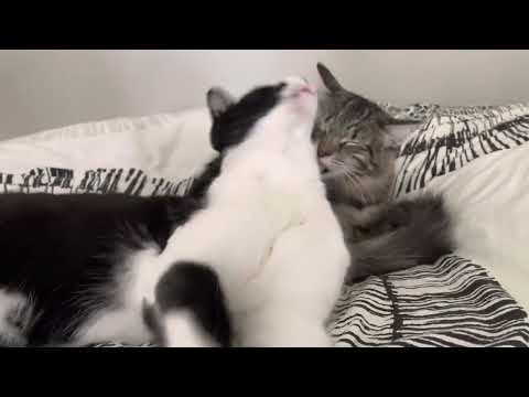 Kumi trying to lick Alfie but he’s not having it