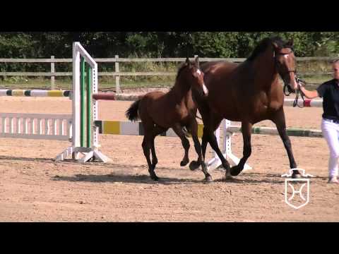 RD108 Stutfohlen von Connor   Quidam de Revel   Landgraf I Apple Geräte HD Höchste Qualität