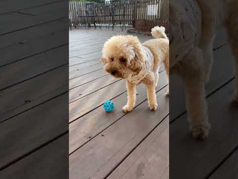 経営学科 ドッグランで遊ぶトイプードル14ヶ月 #toypoodle #トイプードル