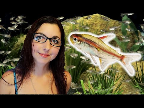 Tetra glowlight — návod a základy starostlivosti