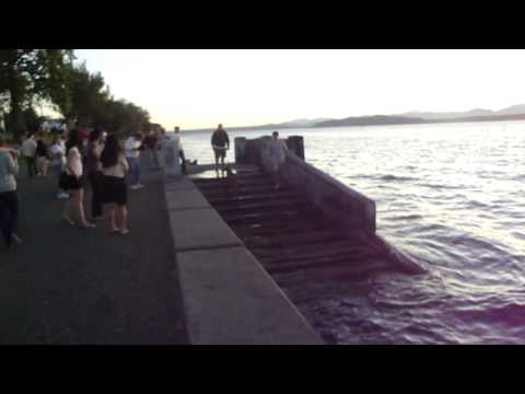 Search and Rescue Dog at Alki Beach