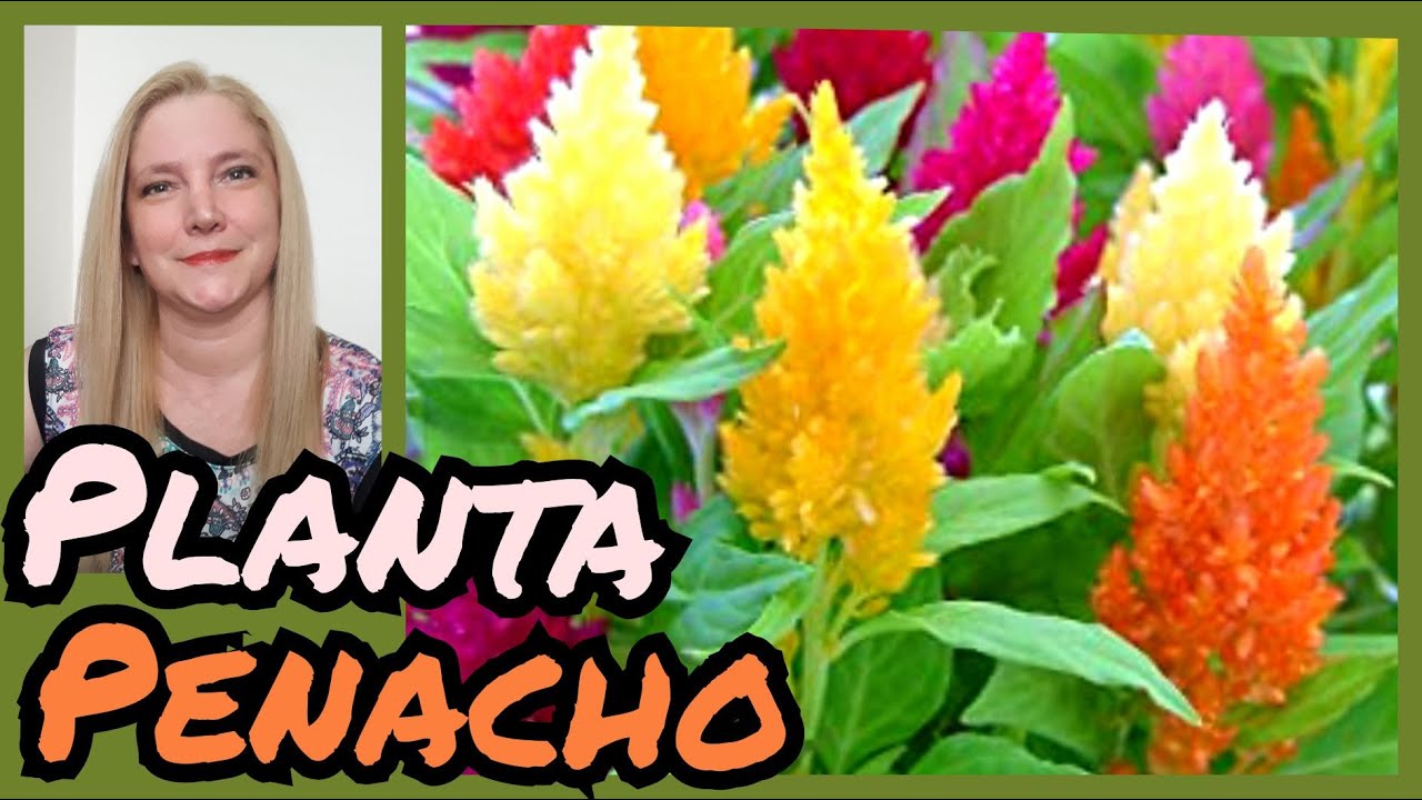 Watch CELOSIA PLUMOSA o PLANTA PENACHO / Cómo cuidar la planta CELOCIA@VeronicaCampaniniPlantas Now CELOSIA PLUMOSA o PLANTA PENACHO / Cómo cuidar la planta CELOCIA@VeronicaCampaniniPlantas