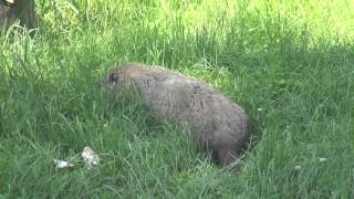 Groundhog Medicine - Experiencing the Wisdom of the Groundhog