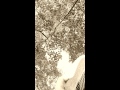 Law Years (Ornette Coleman)