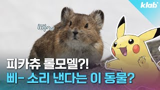 햄토리 같지만 토끼라는 우는 토끼