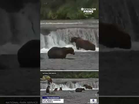 Live camera captures bears feeding along Brooks Falls