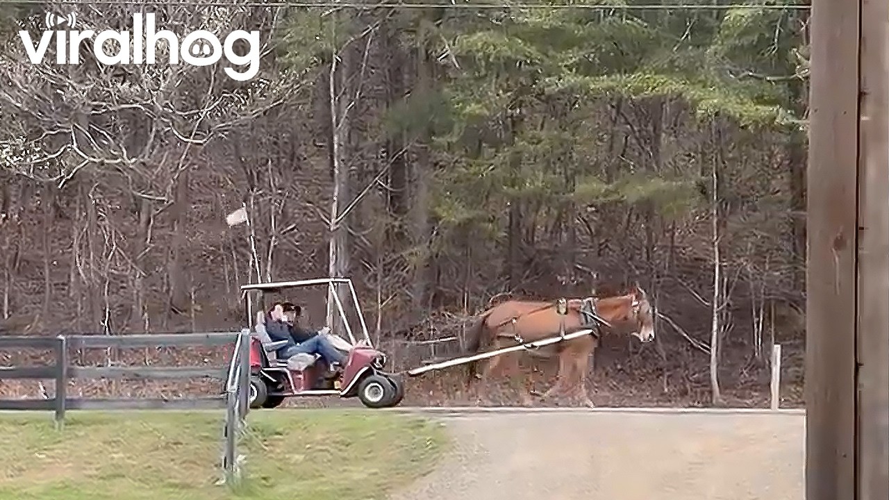 Mule-drawn golf cart in Appalachia || ViralHog