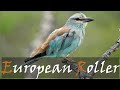European Roller (Coracias garrulus) Bird Call Video | Kruger Birds & Birding | Stories Of The Kruger