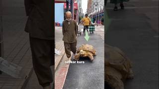 Download lagu Si Kakek dan Kura-kura Sulcata #japan mp3