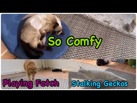 Max, Mya and Dobby Living Their Best Lives 😻