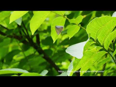 リーチミドリシジミ　Favonius leech