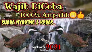 Download lagu Suara Pikat Burung Sintar semak /Burung Ayam-ayaman /Sintar Zebra /Burung Brekek /Burung Taragengek mp3