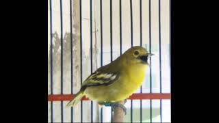 Download lagu Sirtu Full Ngekrek #animal #cipoh mp3 Download lagu Sirtu Full Ngekrek #animal #cipoh mp3