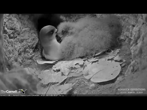 Overnight Visit From Adult on Cahow Cam – May 18, 2017