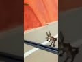 Genius Fail #001  - Coyote