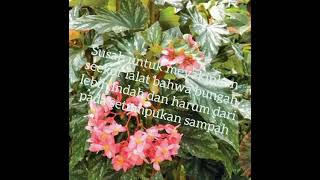 Download lagu Wis Angel pancen Angel mp3